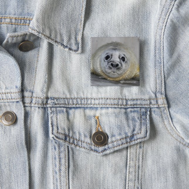 Gray Seal Pup Button (In Situ)