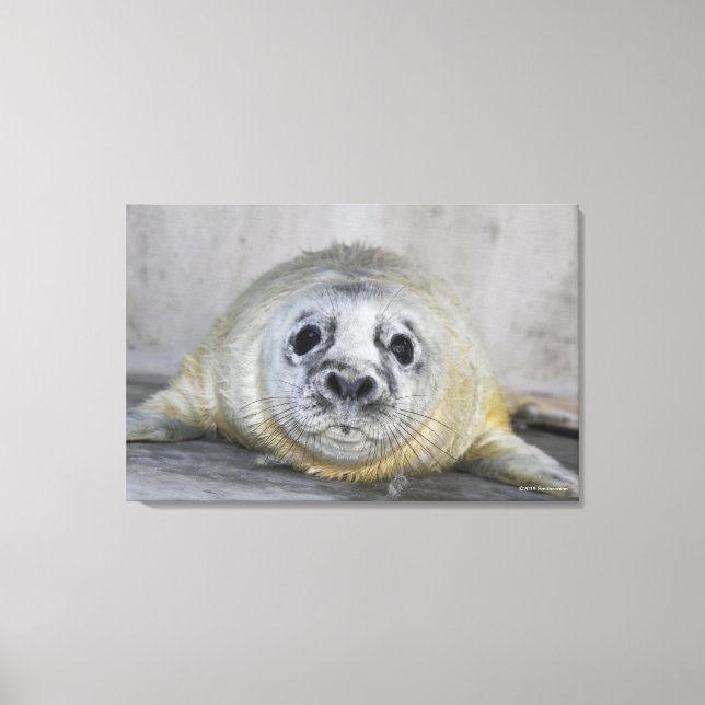 Gray Seal Pup Canvas Print (Front)