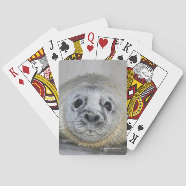 Gray Seal Pup Poker Cards (Back)