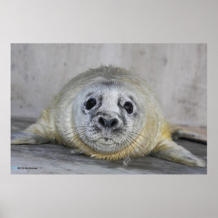 Gray Seal Pup Poster
