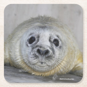 Gray Seal Pup Square Paper Coaster
