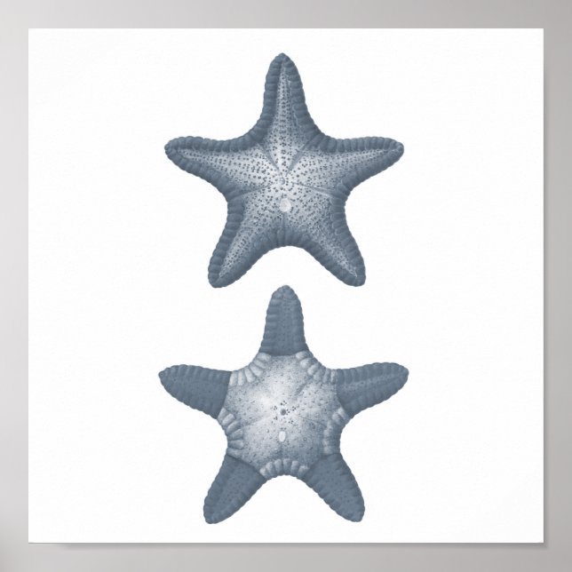 Gray Sealife Group12A print #10 Starfish (Front)