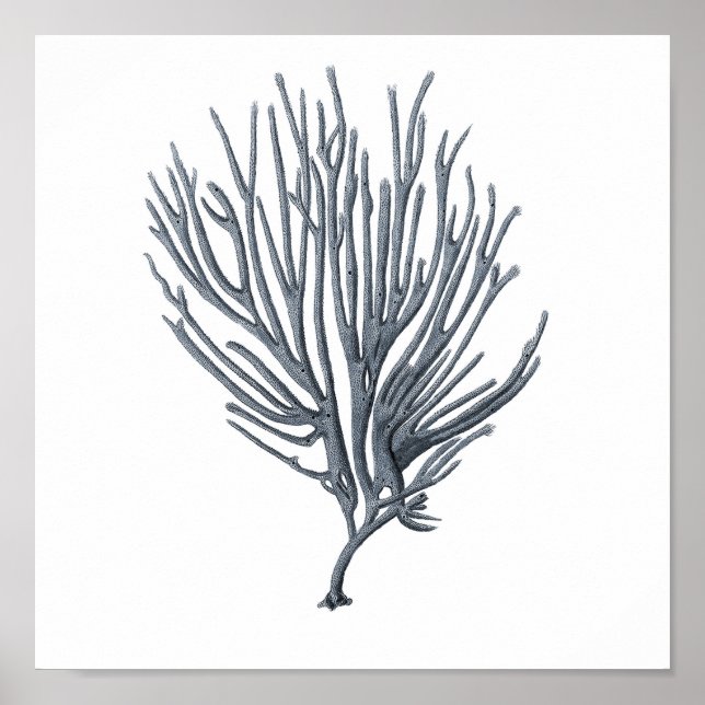 Gray Sealife Group 12A Print #6 Sea Coral (Front)