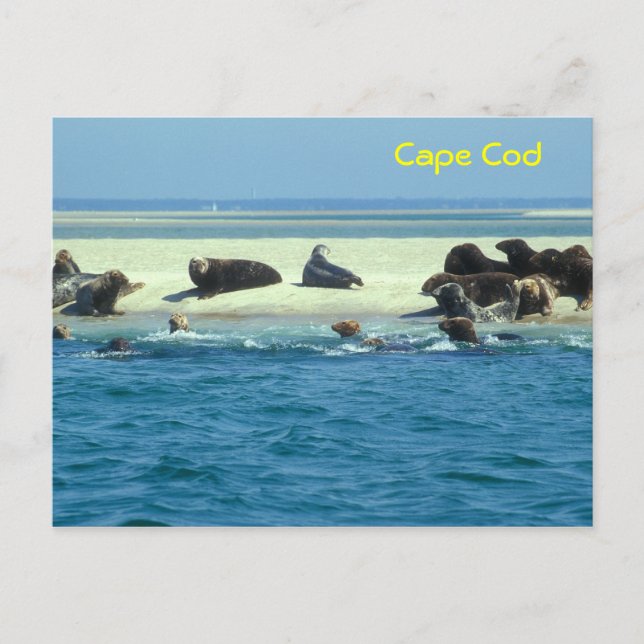 Gray Seals Monomoy, Cape Cod Postcard (Front)