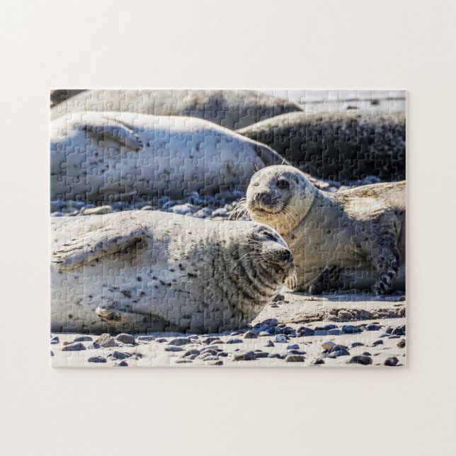 Gray Seals resting, Jigsaw Puzzle (Horizontal)