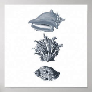 Gray seashells beach decor print #8