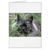 Gray Siberian Kitten (Front)