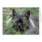 Gray Siberian Kitten (Front Horizontal)