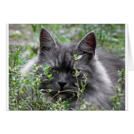 Gray Siberian Kitten (Front Horizontal)