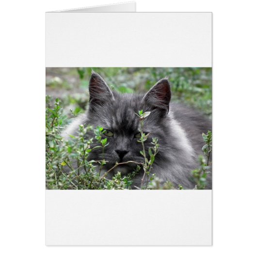 Gray Siberian Kitten Cards (Front)