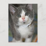 Gray/Silver/Grey and White Kitten Postcards