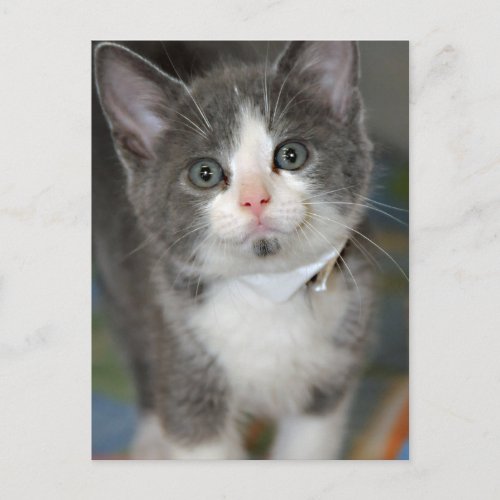 GraySilverGrey and White Kitten Postcards