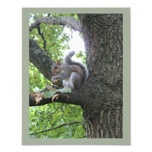 Gray Squirrel and nut Photo Print (Front)