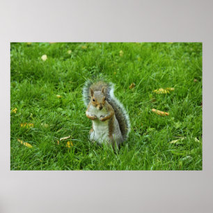 Gray Squirrel, Bute Park, Cardiff Poster