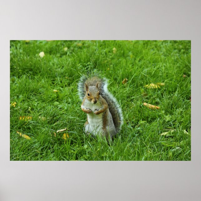 Gray Squirrel, Bute Park, Cardiff Poster (Front)