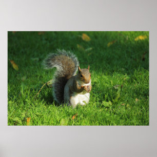 Gray Squirrel, Bute Park, Cardiff Poster