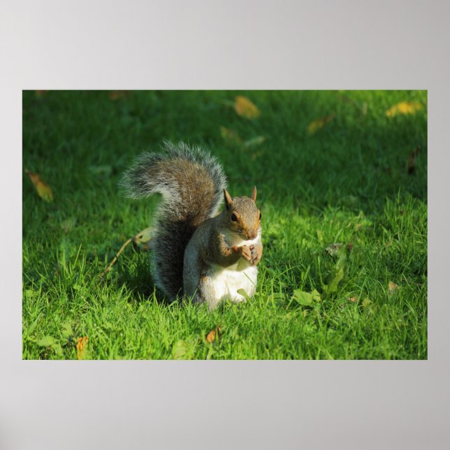 Gray Squirrel, Bute Park, Cardiff Poster (Front)