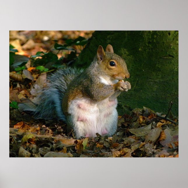 Gray Squirrel - Bute Park, Cardiff, Wales, UK Poster (Front)