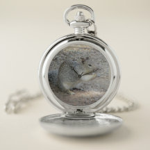 Gray Squirrel Cute Woodland Photo Wild Animal 