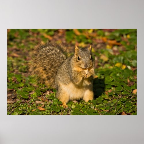 Gray Squirrel eating peanut Crystal Springs 1 Poster