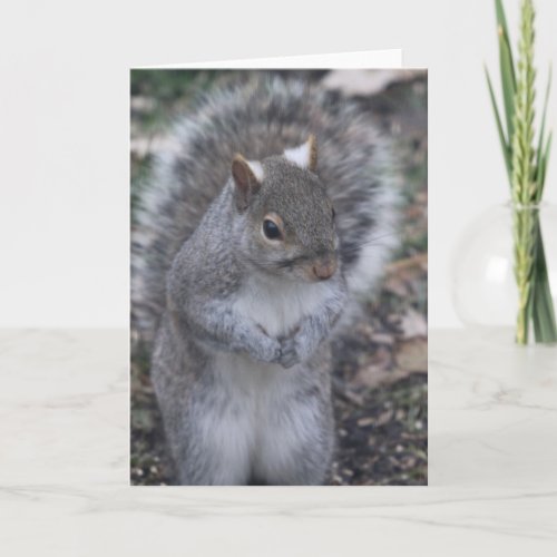 Gray Squirrel greeting card