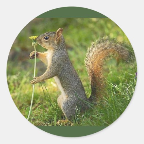 Gray Squirrel Holding A Small Dandelion Classic Round Sticker