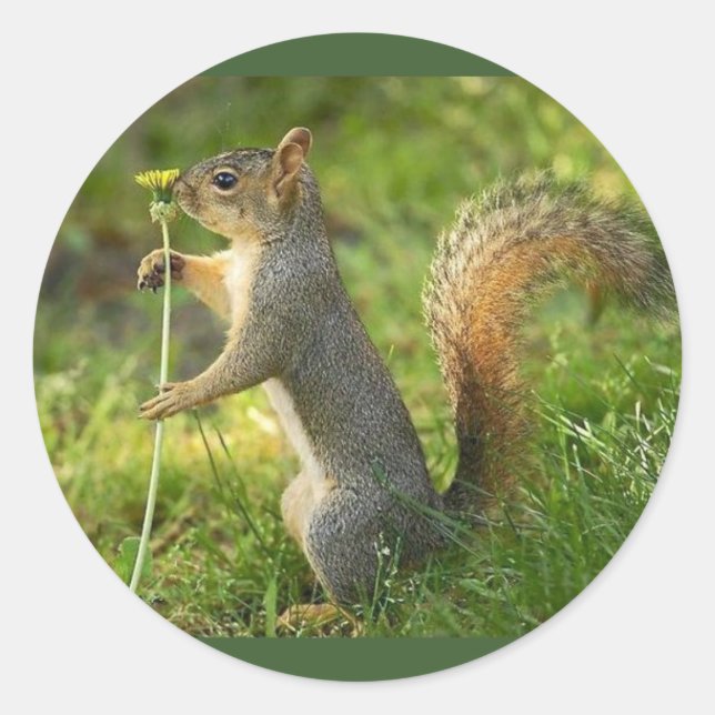 Gray Squirrel Holding A Small Dandelion Classic Round Sticker (Front)