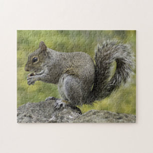 Gray Squirrel Jigsaw Puzzle