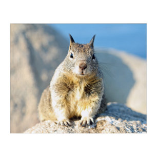 Gray squirrel, Monterey Bay, California Acrylic Print