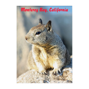 Gray squirrel, Monterey Bay, California Acrylic Print