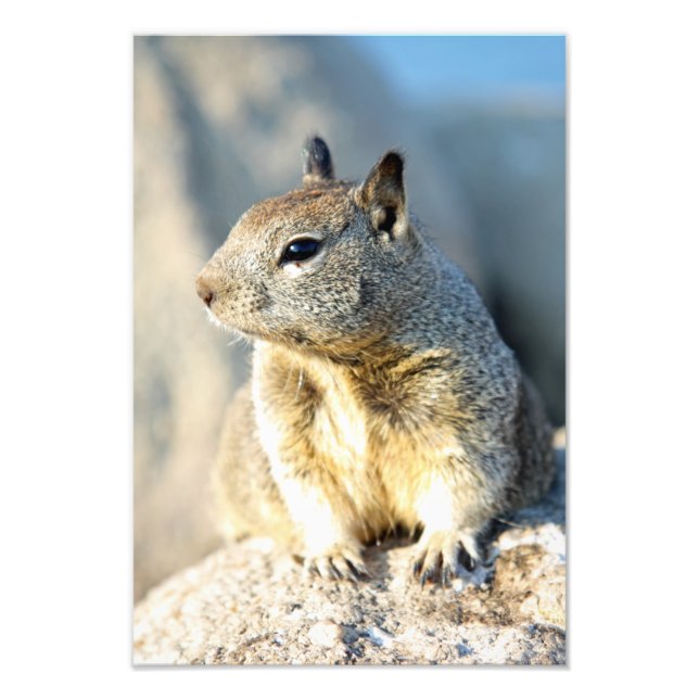 Gray squirrel, Monterey Bay, California Photo Print (Front)