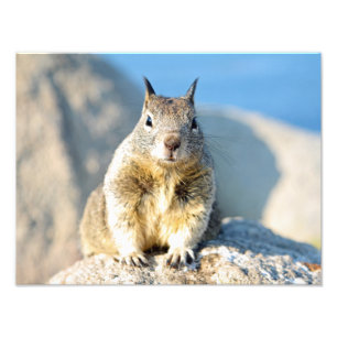 Gray squirrel, Monterey Bay, California Photo Print