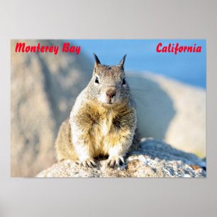 Gray squirrel, Monterey Bay, California Poster
