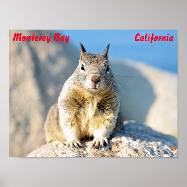 Gray squirrel, Monterey Bay, California Poster (Front)