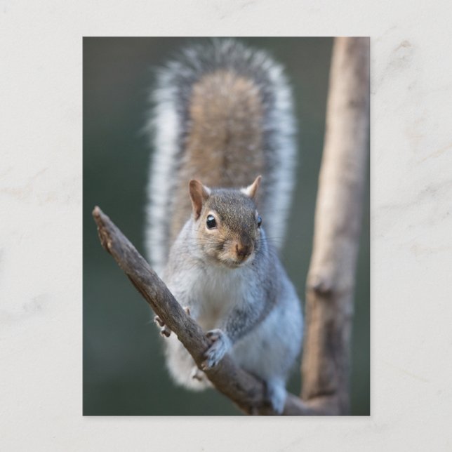 Gray Squirrel on a branch Postcard (Front)