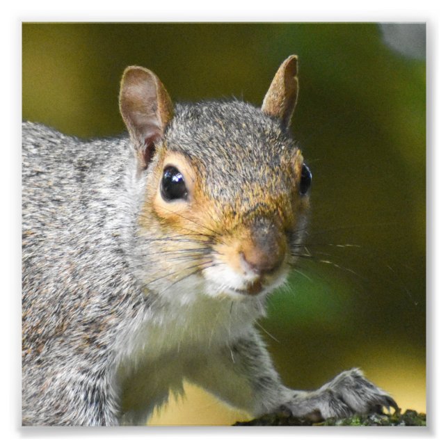 Gray Squirrel  Photo Print (Front)