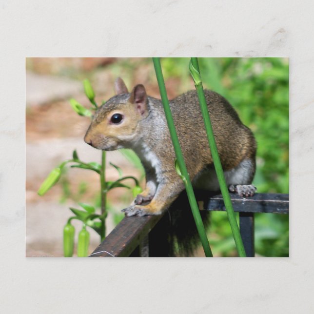 Gray Squirrel Photograph Postcard (Front)