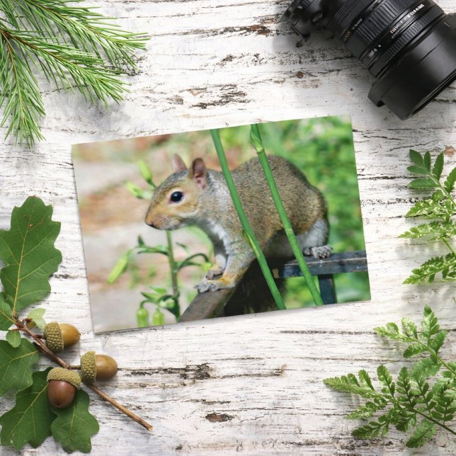 Gray Squirrel Photograph Postcard (Creator Uploaded)