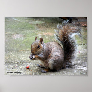 Gray Squirrel Portrait Poster