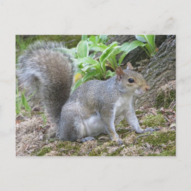 Gray Squirrel Postcard (Front)