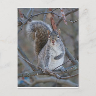 Gray squirrel postcard