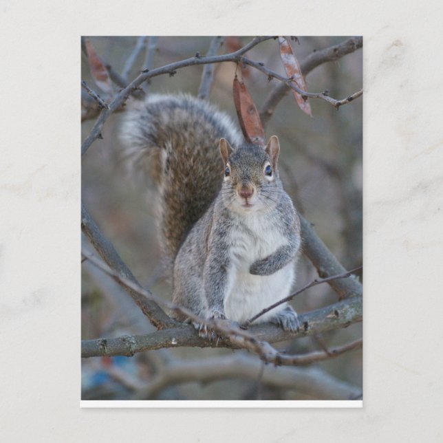 Gray squirrel postcard (Front)