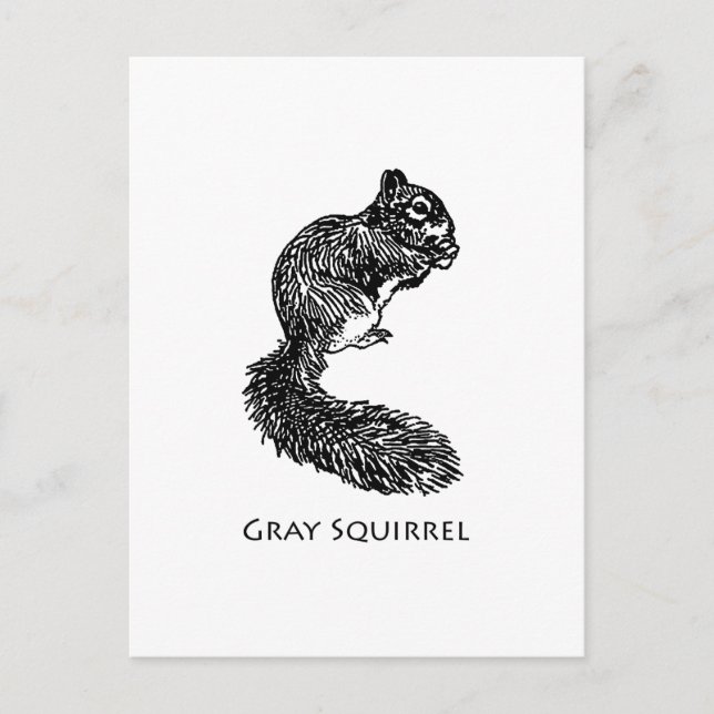 Gray Squirrel Postcard (Front)