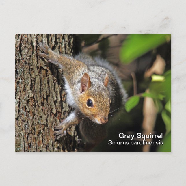 Gray Squirrel Postcard (Front)