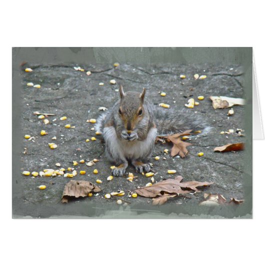 Gray Squirrel Series Cards (Front Horizontal)