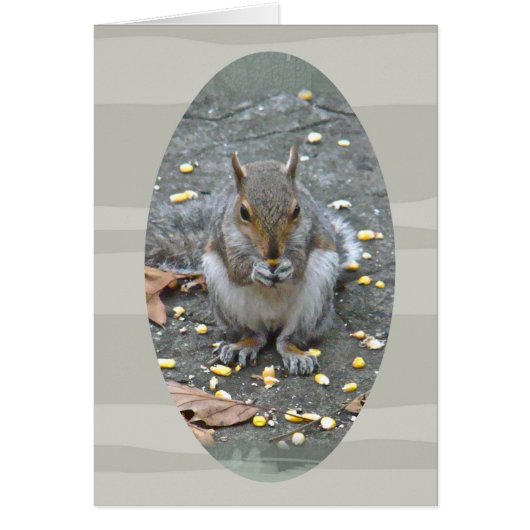 Gray Squirrel Series Cards (Front)