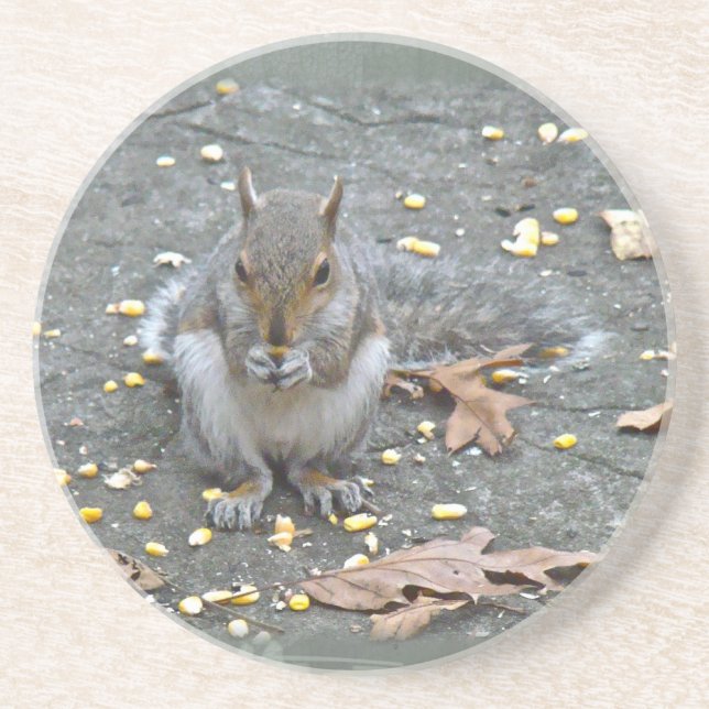 Gray Squirrel Series Drink Coaster (Front)