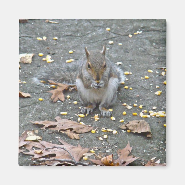 Gray Squirrel Series Magnet (Front)