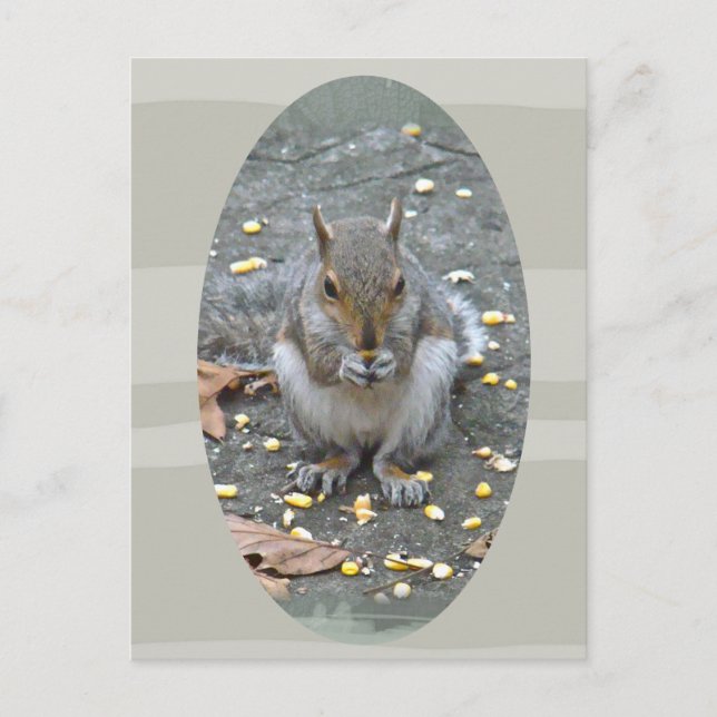 Gray Squirrel Series Postcard (Front)