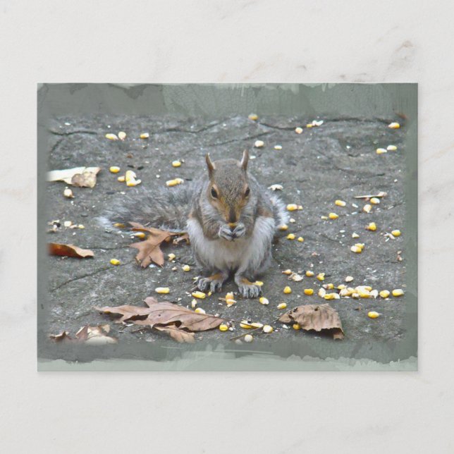 Gray Squirrel Series Postcard (Front)